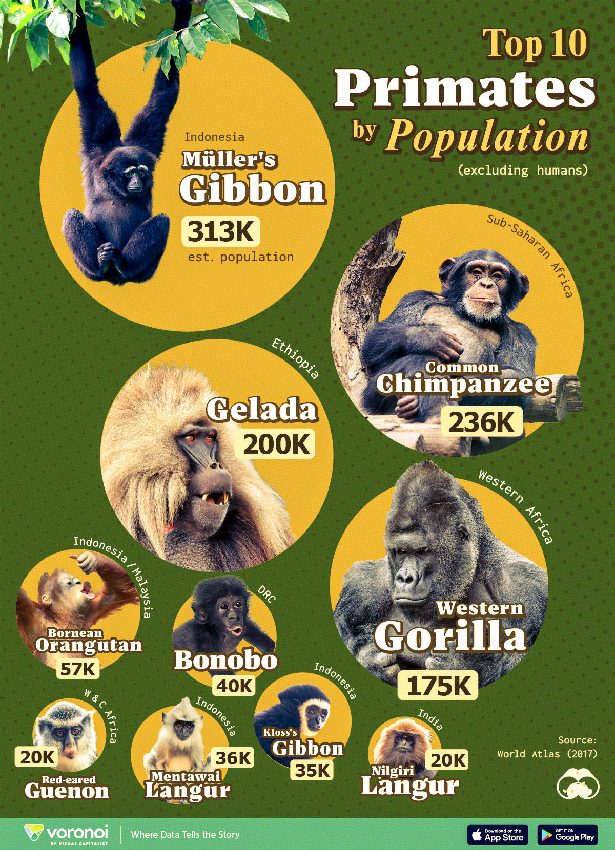 A cropped chart ranking the 10 most common primates by population.