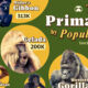 A cropped chart ranking the 10 most common primates by population.