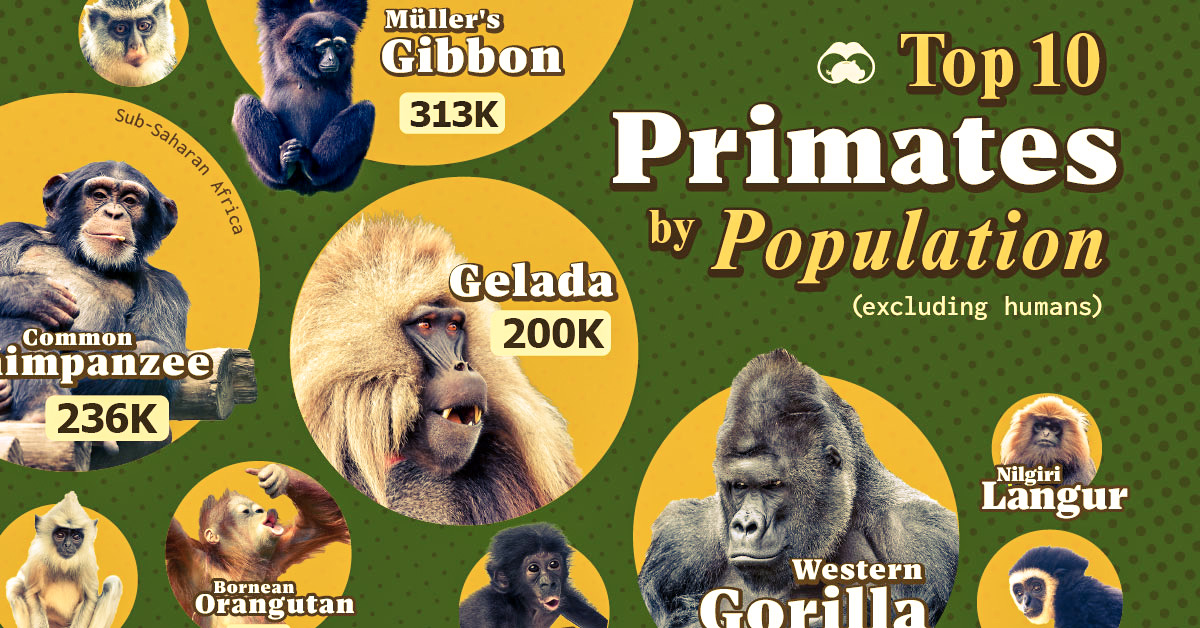 A cropped chart ranking the 10 most common primates by population.