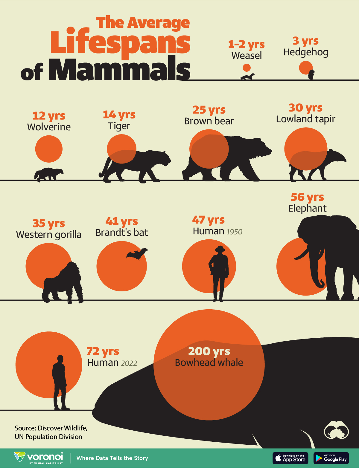 Infographic depicting the average lifespans of diverse mammals.