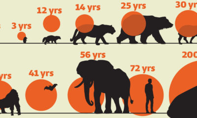 Infographic depicting the average lifespans of diverse mammals.