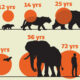Infographic depicting the average lifespans of diverse mammals.