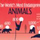 This cropped graphic shows the most endangered animals by numbers found in the wild, per estimates from the World Wildlife Fund (WWF) UK.