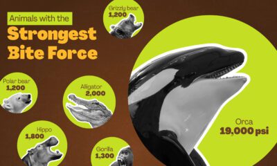 This graphic shows the animals with the strongest bite force.