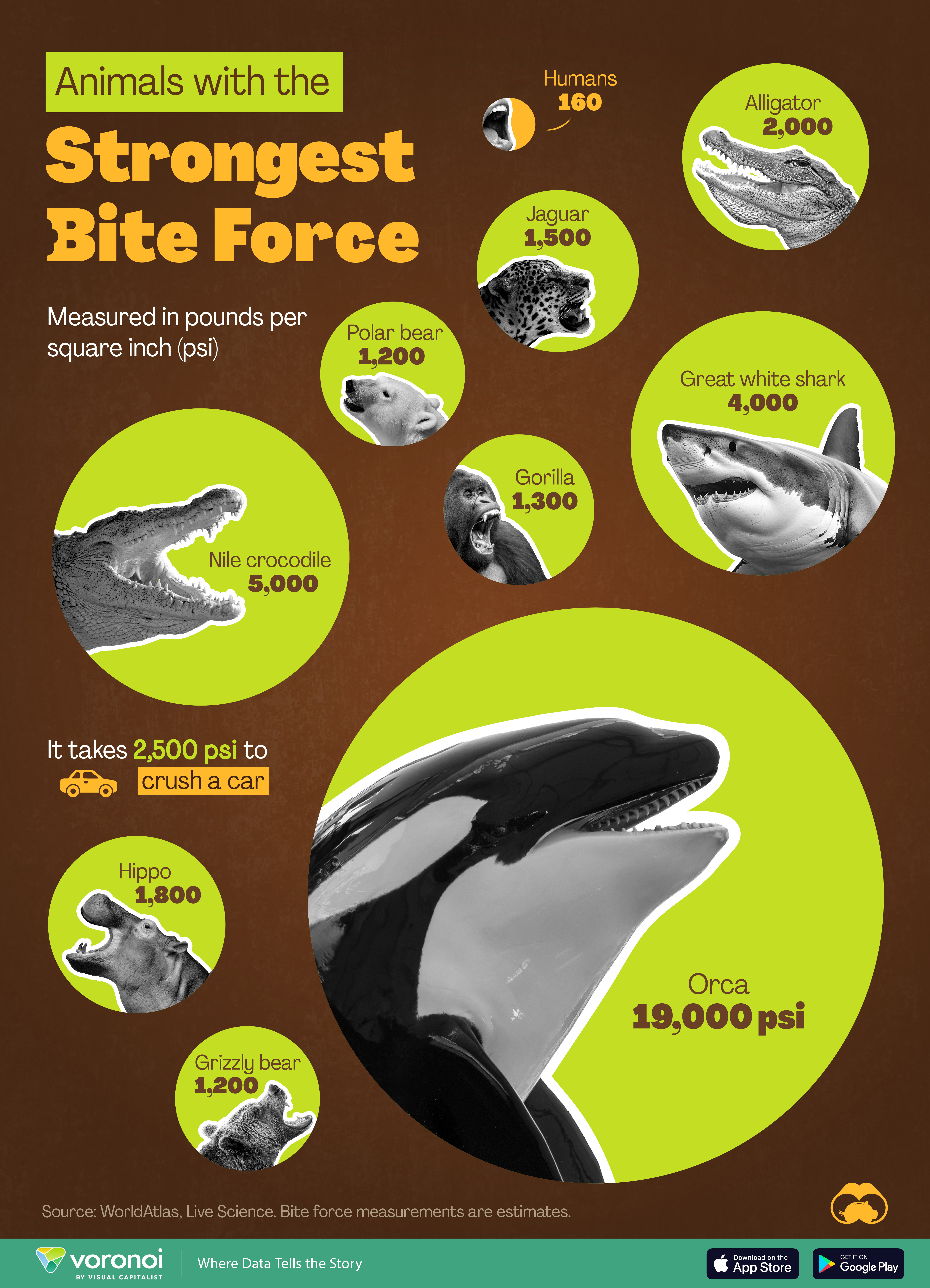 Infographic depicting the animals with the strongest bite force.