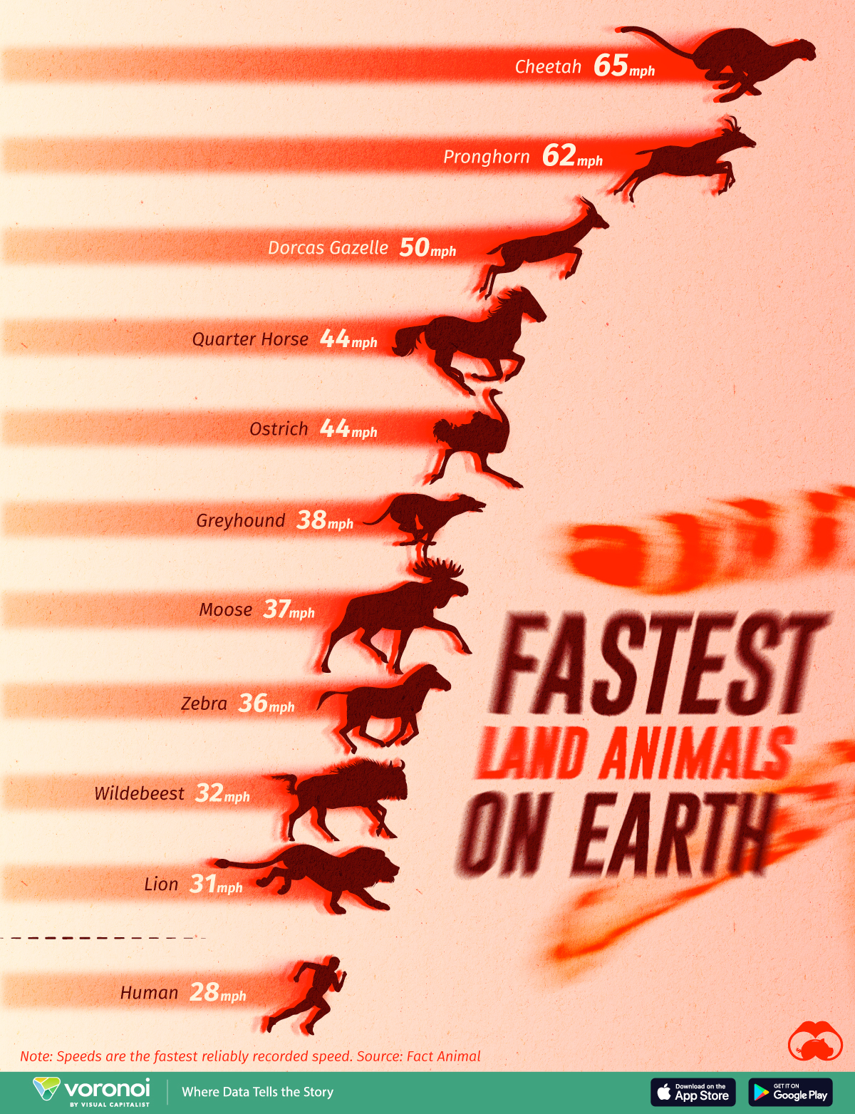 A bar chart of the fastest land animals