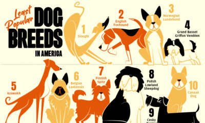 This infographic shows the 20 least popular dog breeds in the United States.