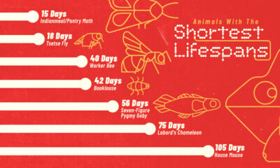 This infographic highlights the animals with the shortest lifespans on Earth, ranging from days to weeks.
