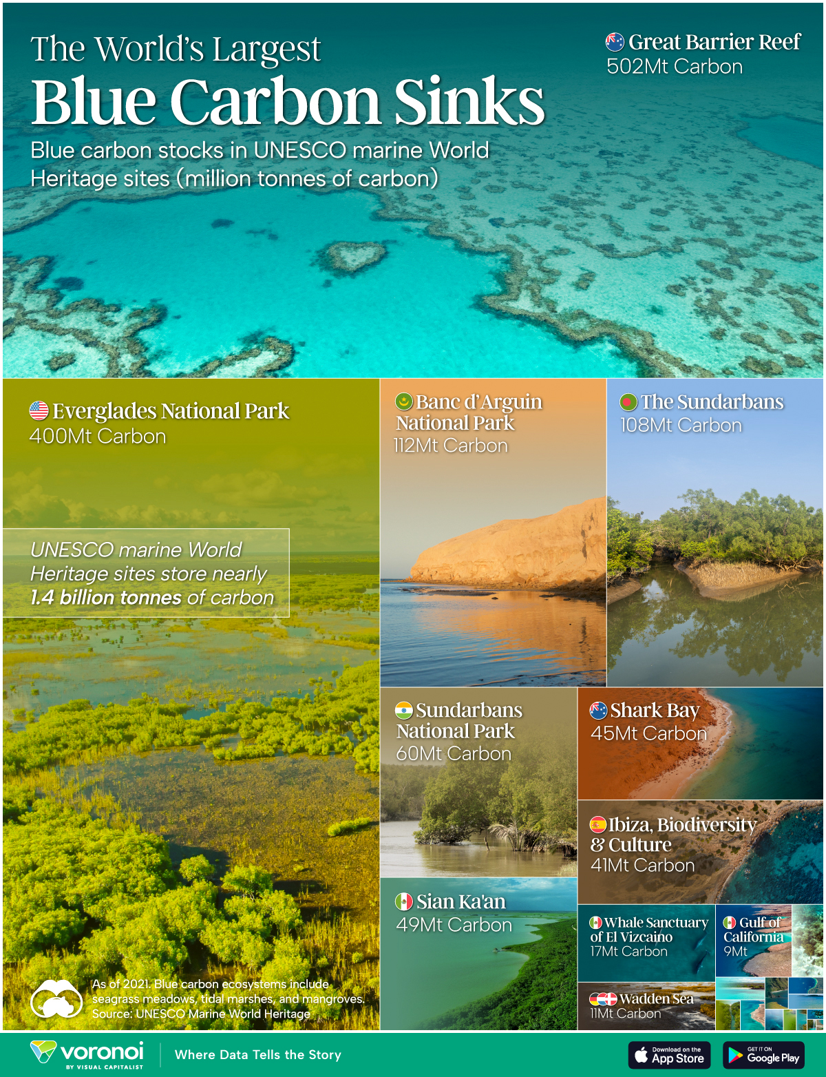 Visualization of the world's largest blue carbon sinks