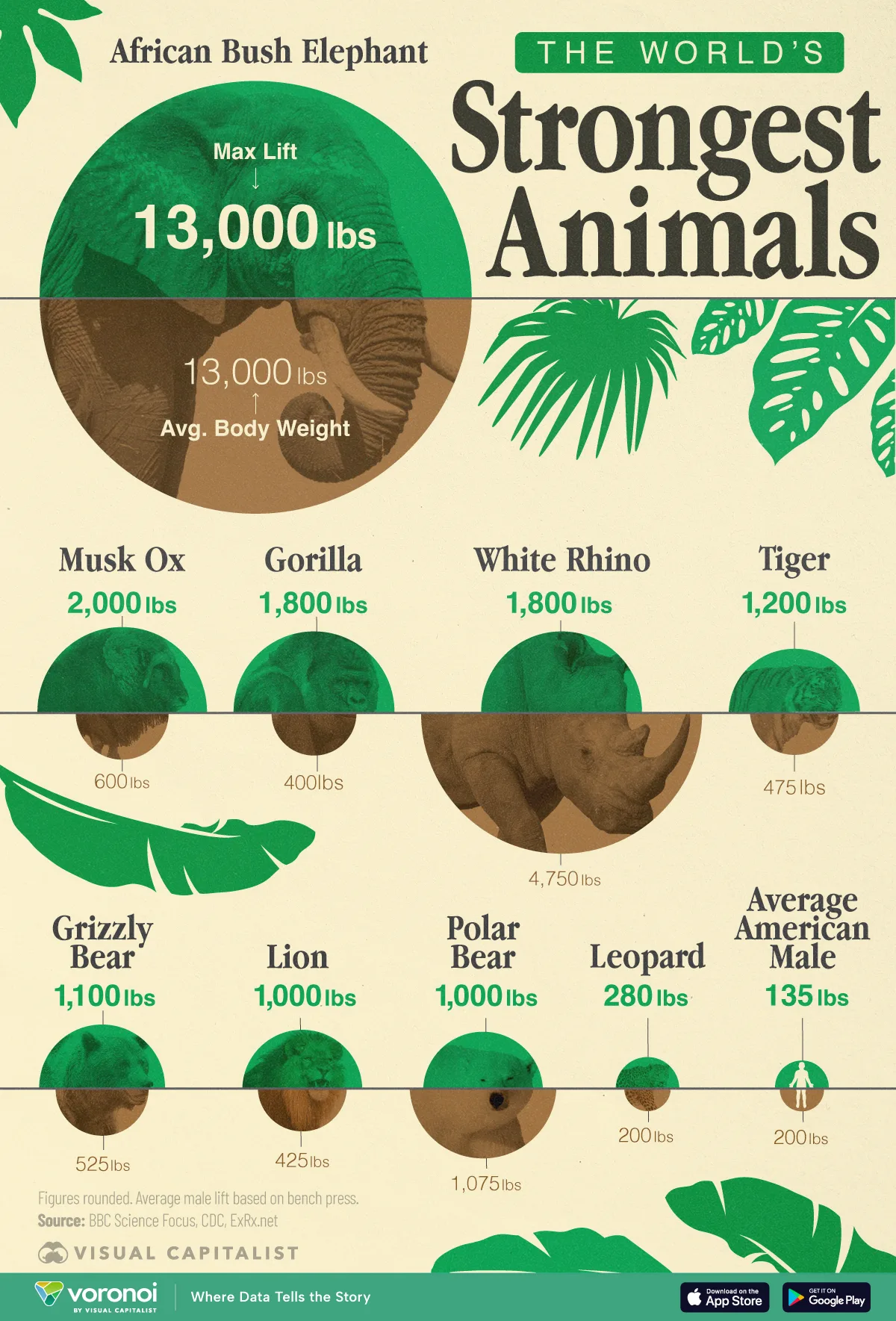 Graphic ranking the world's strongest animals