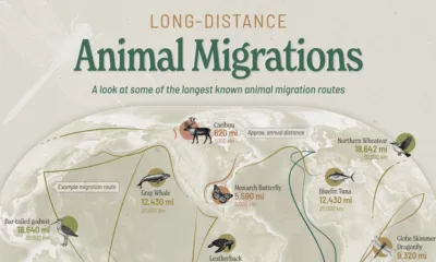This visualization maps some of the longest known migration routes on Earth.