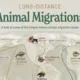 This visualization maps some of the longest known migration routes on Earth.