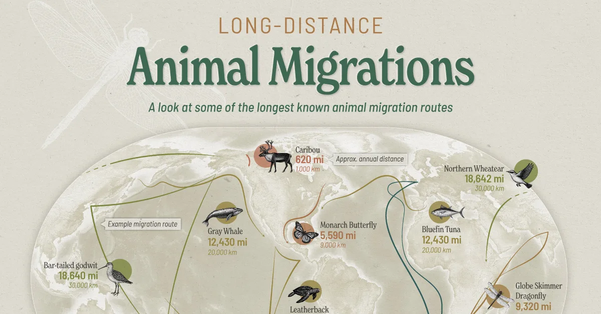 Mapped: The World’s Longest Animal Migrations